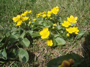 물미나리아재비 (Caltha palustris)는 5월과 6월 페로 제도에서 흔히 볼 수 있다.