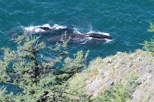샨탈 제도(Shantar Islands)에서