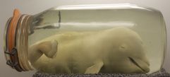 서호주 번버리(Bunbury, Western Australia)에 있는 돌고래 발견 센터(Dolphin Discovery Centre)에 전시된 3개월 된 태아(fetus) "비스킷(Biskit)"의 표본