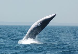 브리칭(Stellwagen Bank National Marine Sanctuary(스텔워겐뱅크 국립해양보호구역))