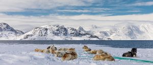 그린란드 개는 1,000년 전 시베리아에서 가져왔습니다.