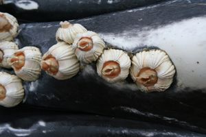 혹등고래에 붙은 Coronula diadema