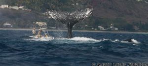 꼬리지느러미 무늬는 개체 식별에 사용된다(레위니옹 섬)