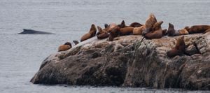 바다사자의 하렘 옆을 지나가는 개체(글래시어베이 국립공원)