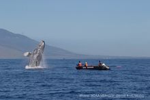 혼획으로부터 구조 활동 (하와이)