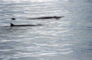 남극밍크고래 한 쌍이 두드러진 초승달 모양의 등지느러미를 보여주고 있다.