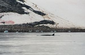 남극해의 네코 항만(Neko Harbour)에 있는 남극긴수염고래(Antarctic minke whale)