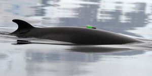 조사용 트랜스폰더를 장착한 개체