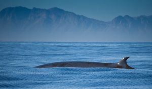 남아프리카 공화국 폴스 베이(False Bay)의 브라이드고래(Brydes whale)