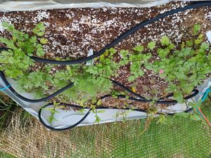 퍼라이트(perlite)와 혼합된 코코넛 섬유를 사용하는 작은 허브 정원. 침지 호스는 물과 일부 영양분을 공급한다.