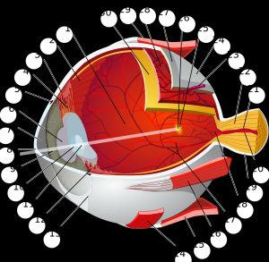 인체 눈의 모형. 1. 유리체, 3. 모양체, 6. 동공, 7. 전방(안구), 8. 각막, 10. 수정체피질, 22. 시신경, 26. 황반, 30. 망막.