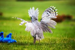 관우를 곤두세운 카구