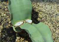 웰위치아속의 잎.