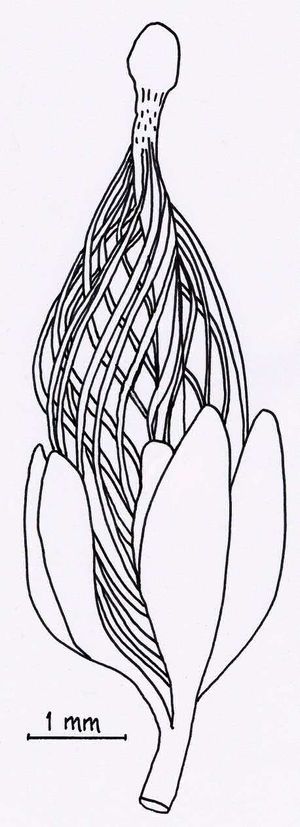 룬카리아(Runcaria)의 전배주.