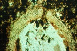 딕티옵테리디움(Dictyopteridium)의 배주에 보이는 화분실.