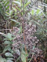 기생성 겉씨식물, 파라시타쿠수스 우스타