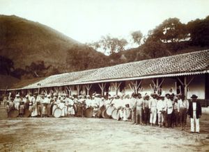 커피 농장에서 사용되는 노예(1885년)