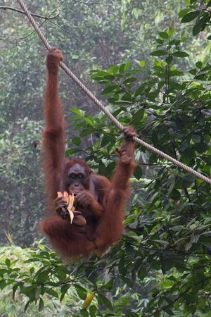 세멩고 생물 보호구역에서 바나나 껍질을 벗기는 오랑우탄.