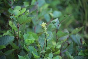 상트존 강 상류의 기슭에 고유종인 퍼비시 뿌리혹버섯
