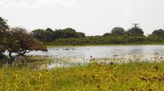 오랑고 섬(Orango Island)의 희귀한 해수성 하마