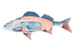 어류의 여러 기관을 보여주는 단면도