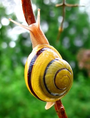 헬릭스상과에 속하는 Cepaea hortensis