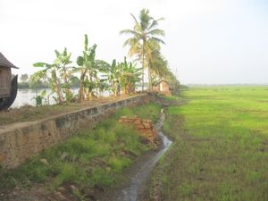 인도 쿠타나드의 배후수