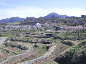 이이가세의 다나다