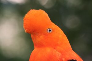 페루의 국조인 안데스 댕기산솔새(Andean cock-of-the-rock) 수컷