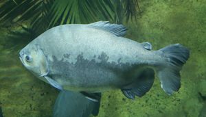 아마존 어업에서 중요한 종인 피라루쿠