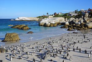 볼더스 해변(Boulders Beach)의 아프리카펭귄(African penguin) 서식지