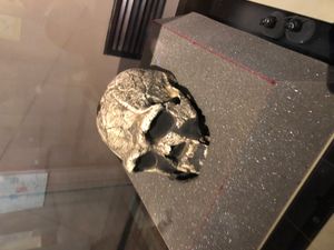 호모 에렉투스 KNM ER 3733 두개골