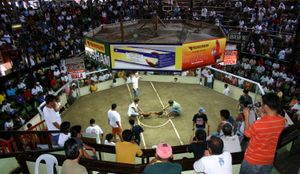 다바오 시티의 사봉(투계).