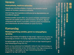 샌프란시스코 캘리포니아 과학 아카데미의 독액에 대한 타갈로그어 설명(왼쪽 아래)