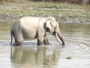 인도 카지랑가 국립공원의 코끼리
