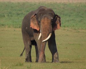 아시아코끼리 이마와 귀의 색소 침착 저하된 피부