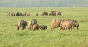 인도 코끼리 개체 수의 거의 4분의 3이 인도에서 발견된다. 사진은 인도 짐 코벳 국립공원의 무리들이다.