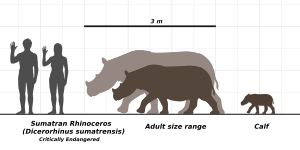 사람과 비교한 수마트라 코뿔소(작은 개체와 큰 개체)의 크기 비교도