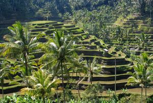 인도네시아의 벼농사 계단식 논의 예