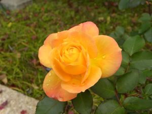 고베시, 스마리큐 공원에서 촬영한 "안네의 장미".