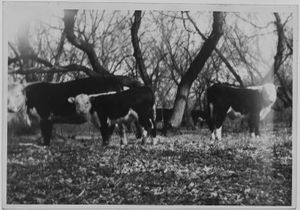 노스다코타 주는 주요 육우 사육지이다.