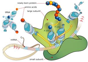 그림: 메신저 RNA(mRNA)를 나타내는 색상 리본이 조립된 리보솜의 만화 다이어그램을 통과한다. 운반 RNA(tRNA)의 만화 표현이 리보솜에 들어가고 나가며 A 및 P 부위를 차지한다. 새로 형성된 단백질을 나타내는 색상 구슬이 리보솜 상단에서 나온다.