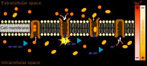 Na+-K+-ATPase의 도식도