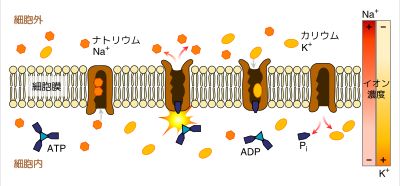 나트륨-칼륨 펌프에 의한 이온의 수송