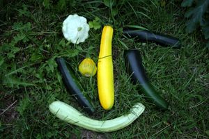 쿠쿠르비타 페포}}