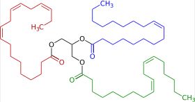 대표적인 트리글리세라이드(아마인유에 존재하는, 글리세롤(중앙, 검정색)의 리놀레산(오른쪽 아래, 녹색), 알파-리놀렌산(왼쪽, 빨간색), 올레산(오른쪽 위, 파란색) 트리에스터).