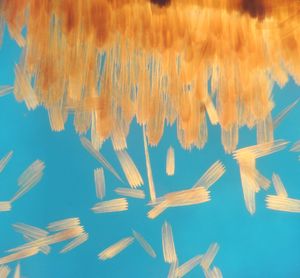 날개 비늘은 나비목 곤충 날개의 색깔과 무늬를 형성한다. 여기서 보이는 비늘은 판상형이다. 몇몇 느슨한 비늘에 부착된 자루도 볼 수 있다.