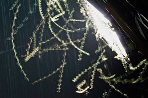 주광성을 가진 나방