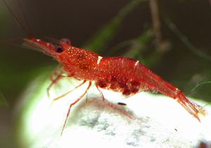 술라웨시섬의 오렌지 딜라이트 새우 (Caridina loehae)