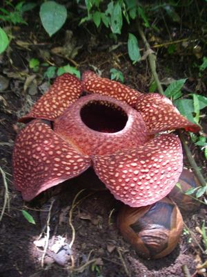 라플레시아 아르놀디(Rafflesia arnoldii)